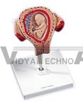 3rd Month Embryo Pregnancy Model